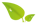 Hoja San Pablo