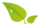 Hoja San Pablo