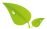 Hoja San Pablo