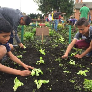 Primera cosecha de la Huerta San Pablo Semillas de Paz