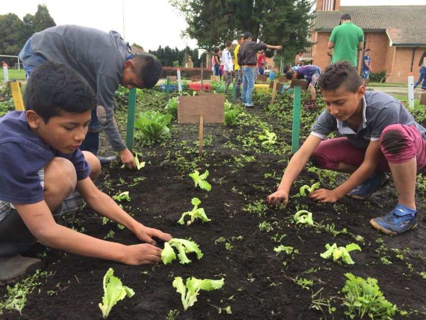 Primera cosecha de la Huerta San Pablo Semillas de Paz