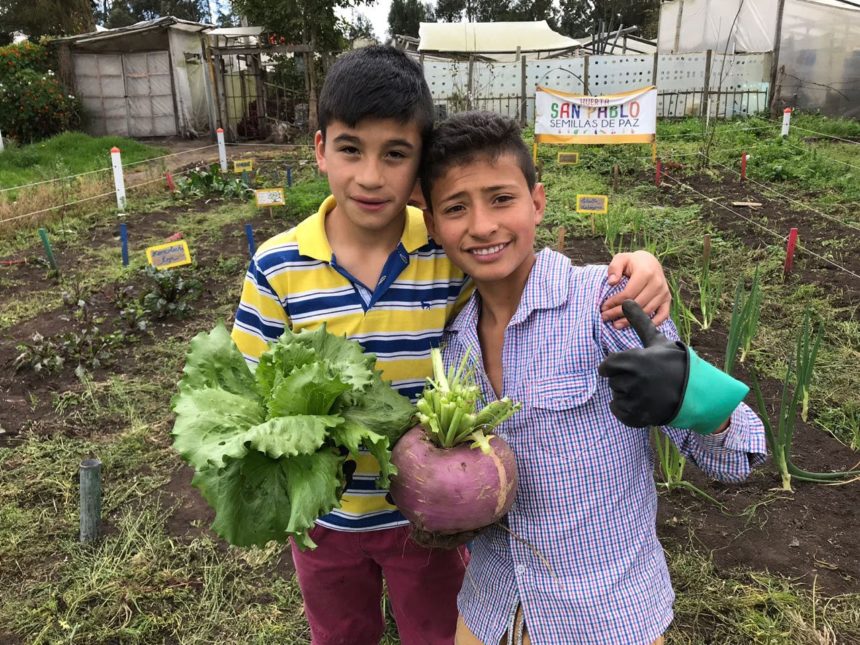 Recogida de la segunda cosecha de la Huerta San Pablo Semillas de Paz